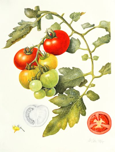 Tomatoes by Margaret Ann Eden